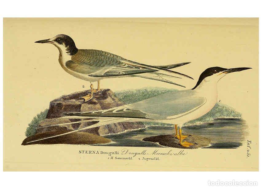 Colecionismo de Revistas e Jornais: Reproducci&oacute;n/Reproduction 6058908273: Johann Andreas Naumann's ... Naturgeschichte der V&ouml;gel Deutsch