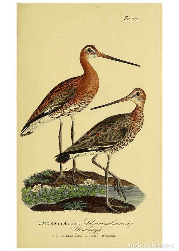 Colecionismo de Revistas e Jornais: Reproducci&oacute;n/Reproduction 6058894783: Johann Andreas Naumann's ... Naturgeschichte der V&ouml;gel Deutsch