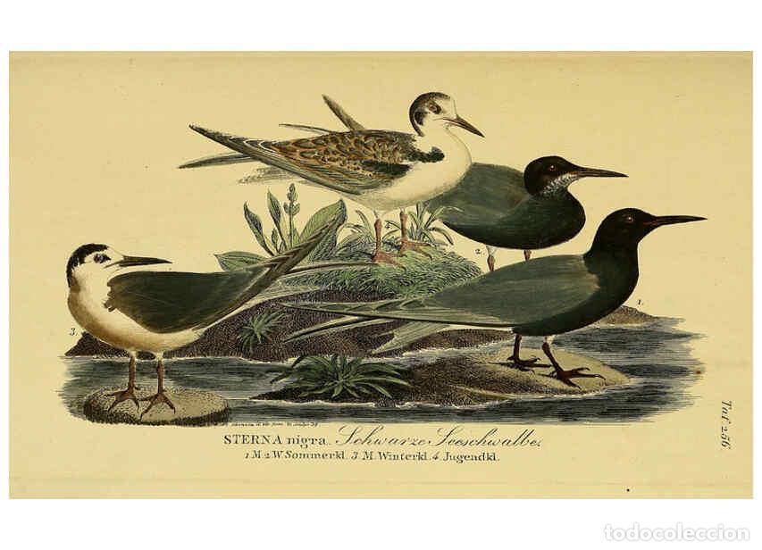 Colecionismo de Revistas e Jornais: Reproducci&oacute;n/Reproduction 6059457378: Johann Andreas Naumann's ... Naturgeschichte der V&ouml;gel Deutsch