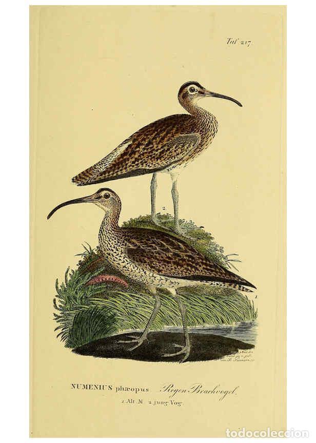 Colecionismo de Revistas e Jornais: Reproducci&oacute;n/Reproduction 6059444066: Johann Andreas Naumann's ... Naturgeschichte der V&ouml;gel Deutsch