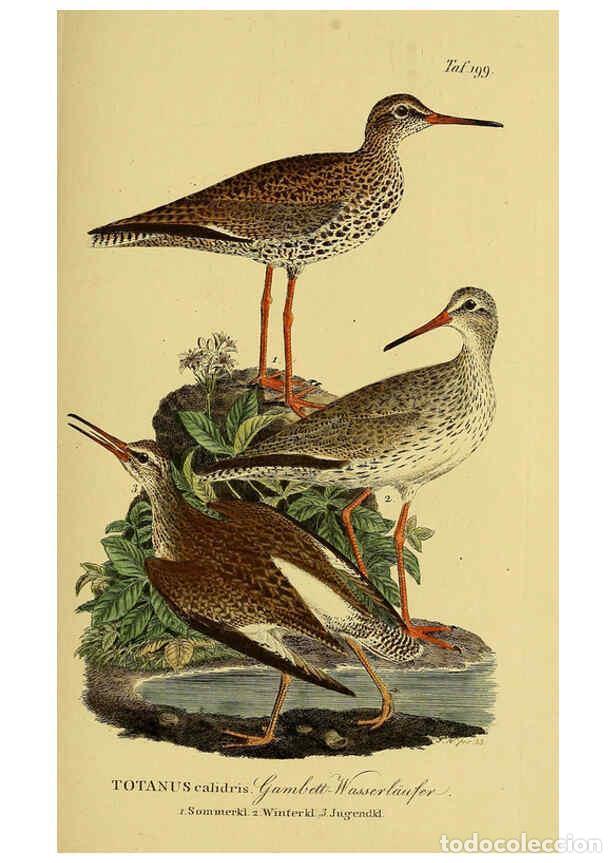 Colecionismo de Revistas e Jornais: Reproducci&oacute;n/Reproduction 6058890287: Johann Andreas Naumann's ... Naturgeschichte der V&ouml;gel Deutsch