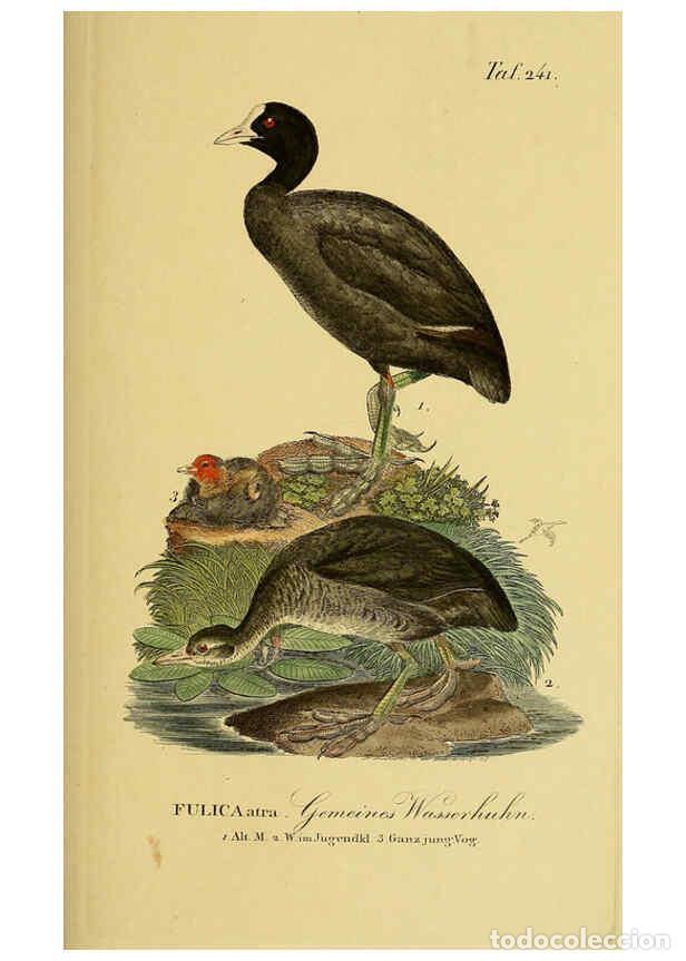 Colecionismo de Revistas e Jornais: Reproducci&oacute;n/Reproduction 6058904767: Johann Andreas Naumann's ... Naturgeschichte der V&ouml;gel Deutsch