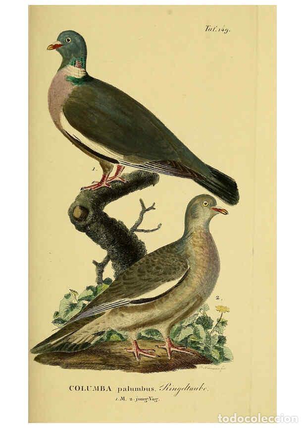 Colecionismo de Revistas e Jornais: Reproducci&oacute;n/Reproduction 6059420114: Johann Andreas Naumann's ... Naturgeschichte der V&ouml;gel Deutsch