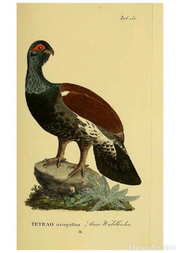 Colecionismo de Revistas e Jornais: Reproducci&oacute;n/Reproduction 6059421912: Johann Andreas Naumann's ... Naturgeschichte der V&ouml;gel Deutsch