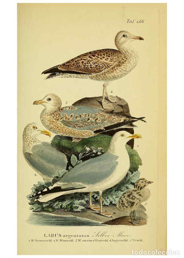 Coleccionismo de Revistas y Peri&oacute;dicos: Reproducci&oacute;n/Reproduction 6058913635: Johann Andreas Naumann's ... Naturgeschichte der V&ouml;gel Deutsch