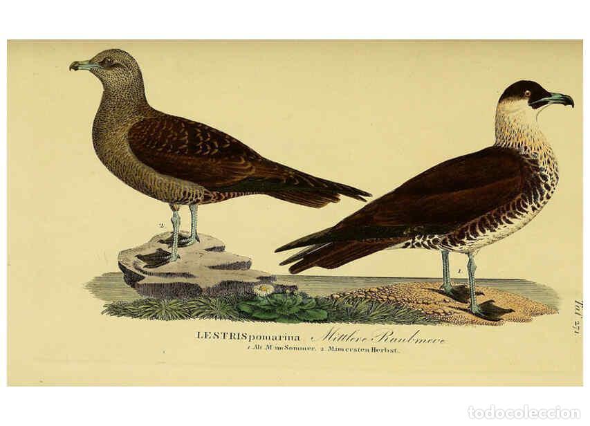 Coleccionismo de Revistas y Peri&oacute;dicos: Reproducci&oacute;n/Reproduction 6059463014: Johann Andreas Naumann's ... Naturgeschichte der V&ouml;gel Deutsch