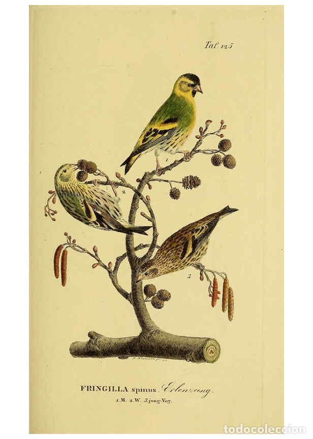 Coleccionismo de Revistas y Peri&oacute;dicos: Reproducci&oacute;n/Reproduction 6058865613: Johann Andreas Naumann's ... Naturgeschichte der V&ouml;gel Deutsch