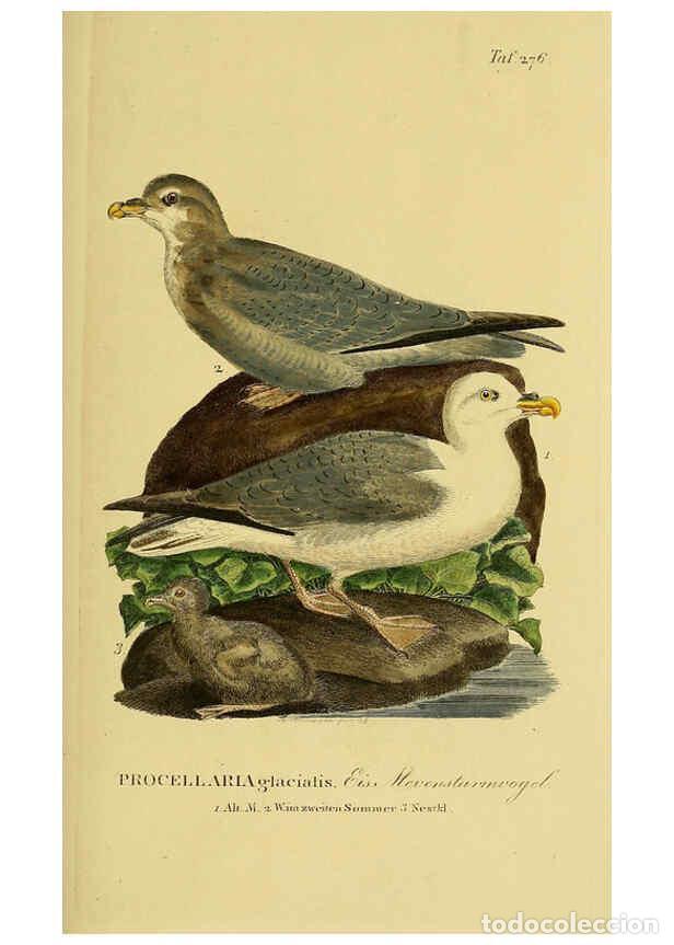 Coleccionismo de Revistas y Peri&oacute;dicos: Reproducci&oacute;n/Reproduction 6058917067: Johann Andreas Naumann's ... Naturgeschichte der V&ouml;gel Deutsch