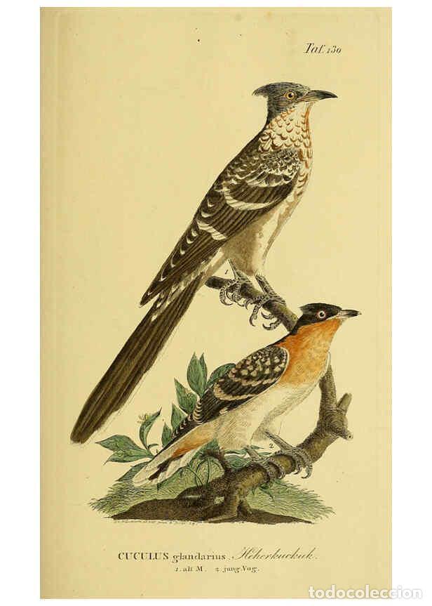 Coleccionismo de Revistas y Peri&oacute;dicos: Reproducci&oacute;n/Reproduction 6059414186: Johann Andreas Naumann's ... Naturgeschichte der V&ouml;gel Deutsch