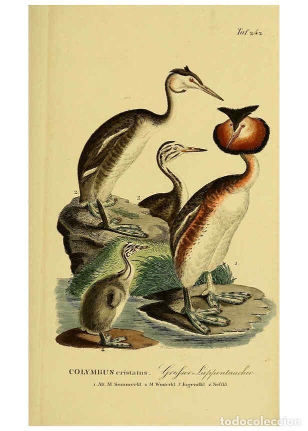 Coleccionismo de Revistas y Peri&oacute;dicos: Reproducci&oacute;n/Reproduction 6058905059: Johann Andreas Naumann's ... Naturgeschichte der V&ouml;gel Deutsch