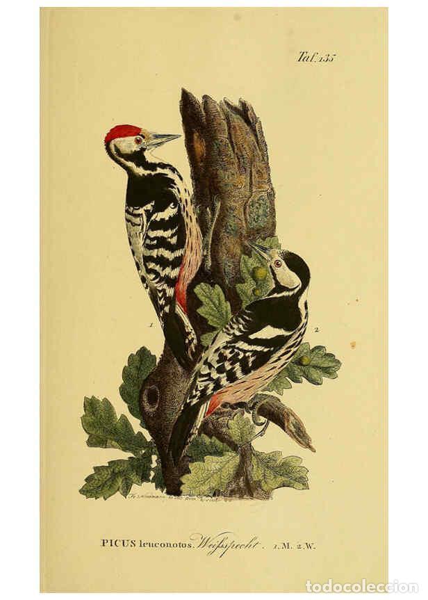 Coleccionismo de Revistas y Peri&oacute;dicos: Reproducci&oacute;n/Reproduction 6058868493: Johann Andreas Naumann's ... Naturgeschichte der V&ouml;gel Deutsch