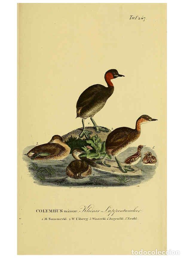 Coleccionismo de Revistas y Peri&oacute;dicos: Reproducci&oacute;n/Reproduction 6058906723: Johann Andreas Naumann's ... Naturgeschichte der V&ouml;gel Deutsch