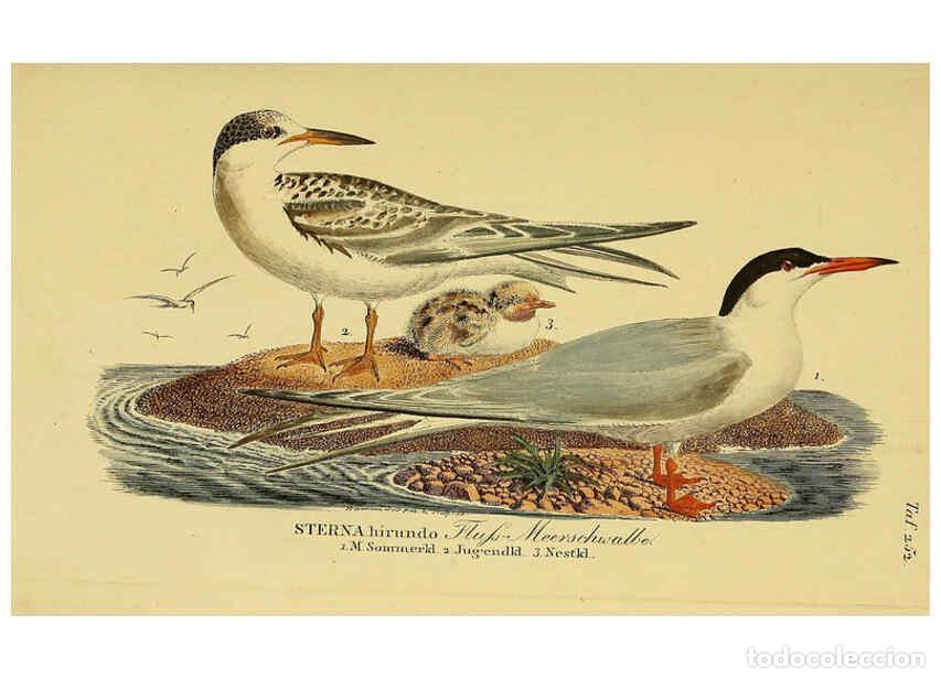 Coleccionismo de Revistas y Peri&oacute;dicos: Reproducci&oacute;n/Reproduction 6059456140: Johann Andreas Naumann's ... Naturgeschichte der V&ouml;gel Deutsch