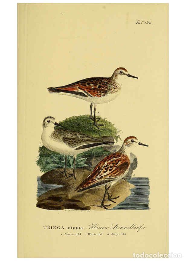 Coleccionismo de Revistas y Peri&oacute;dicos: Reproducci&oacute;n/Reproduction 6058885083: Johann Andreas Naumann's ... Naturgeschichte der V&ouml;gel Deutsch