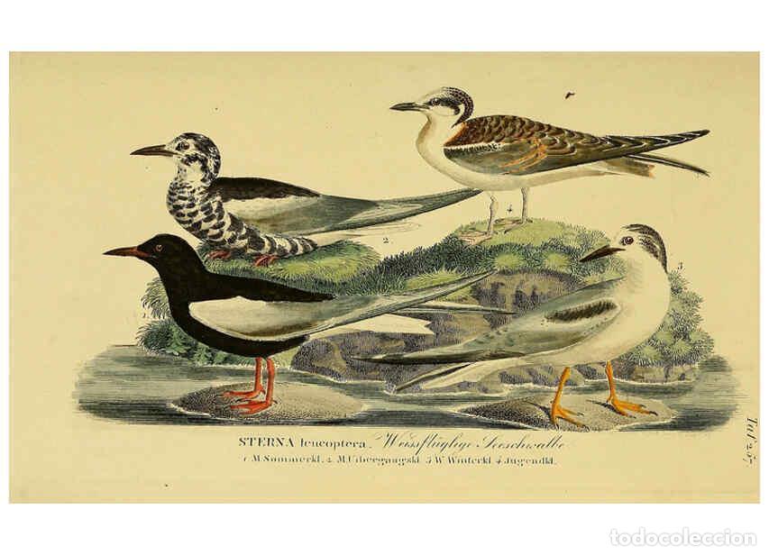 Coleccionismo de Revistas y Peri&oacute;dicos: Reproducci&oacute;n/Reproduction 6058910171: Johann Andreas Naumann's ... Naturgeschichte der V&ouml;gel Deutsch