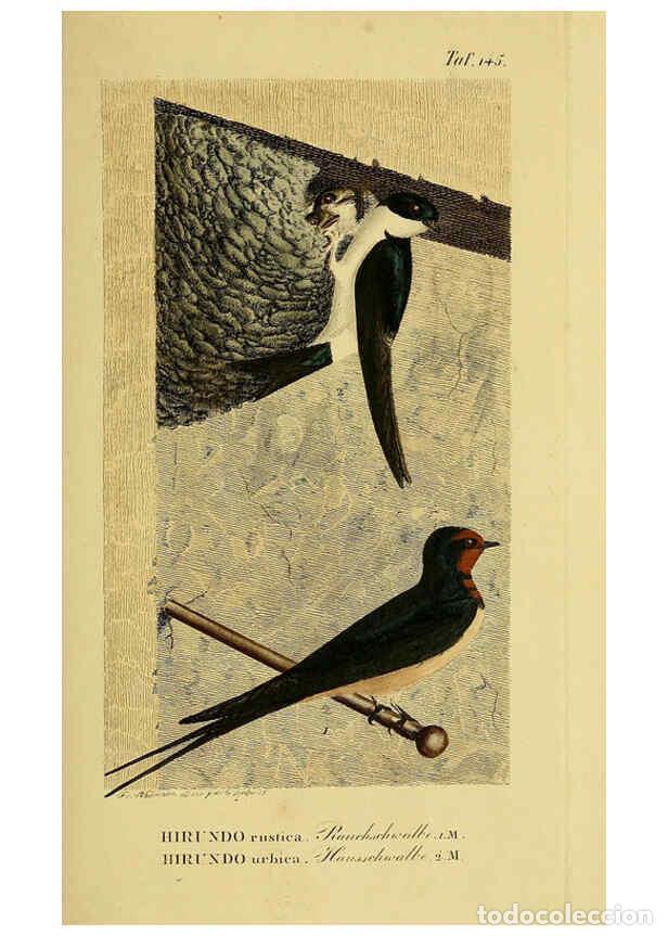 Sammeln von Zeitschriften und Zeitungen: Reproducci&oacute;n/Reproduction 6059418604: Johann Andreas Naumann's ... Naturgeschichte der V&ouml;gel Deutsch