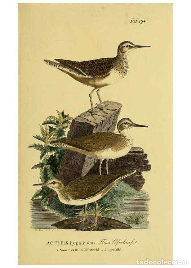 Sammeln von Zeitschriften und Zeitungen: Reproducci&oacute;n/Reproduction 6058888693: Johann Andreas Naumann's ... Naturgeschichte der V&ouml;gel Deutsch