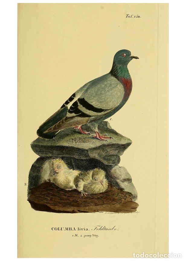 Sammeln von Zeitschriften und Zeitungen: Reproducci&oacute;n/Reproduction 6058873143: Johann Andreas Naumann's ... Naturgeschichte der V&ouml;gel Deutsch