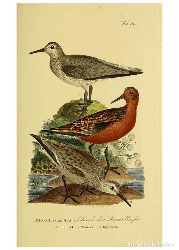 Sammeln von Zeitschriften und Zeitungen: Reproducci&oacute;n/Reproduction 6059432048: Johann Andreas Naumann's ... Naturgeschichte der V&ouml;gel Deutsch