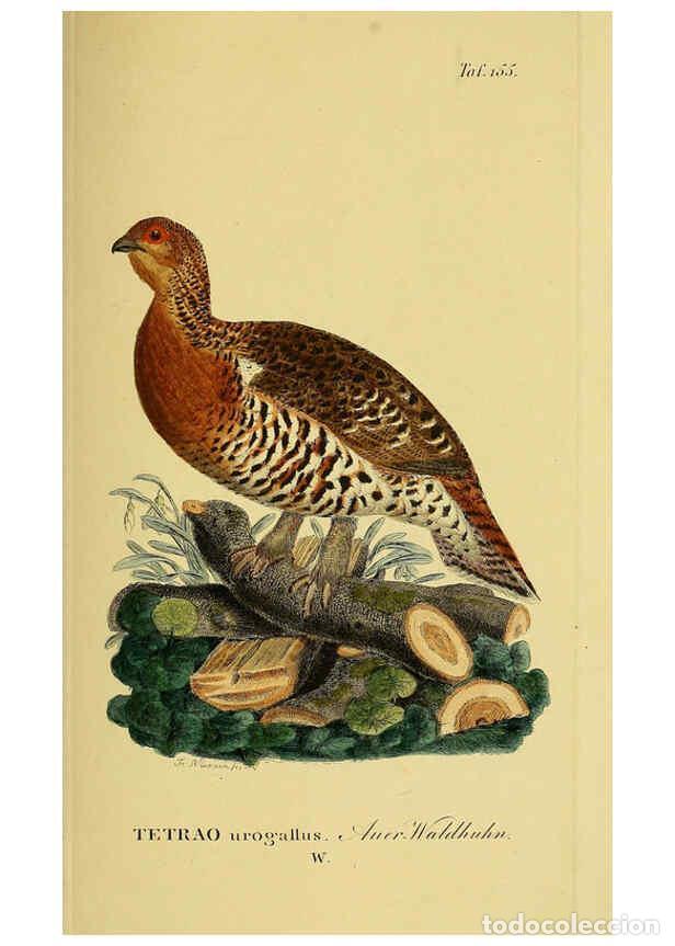 Sammeln von Zeitschriften und Zeitungen: Reproducci&oacute;n/Reproduction 6059422272: Johann Andreas Naumann's ... Naturgeschichte der V&ouml;gel Deutsch