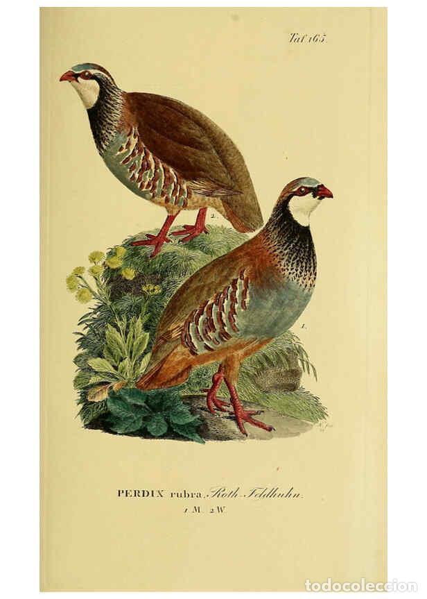 Sammeln von Zeitschriften und Zeitungen: Reproducci&oacute;n/Reproduction 6058878605: Johann Andreas Naumann's ... Naturgeschichte der V&ouml;gel Deutsch