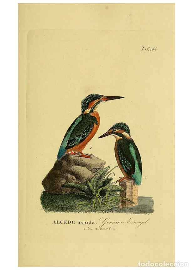 Sammeln von Zeitschriften und Zeitungen: Reproducci&oacute;n/Reproduction 6059418312: Johann Andreas Naumann's ... Naturgeschichte der V&ouml;gel Deutsch