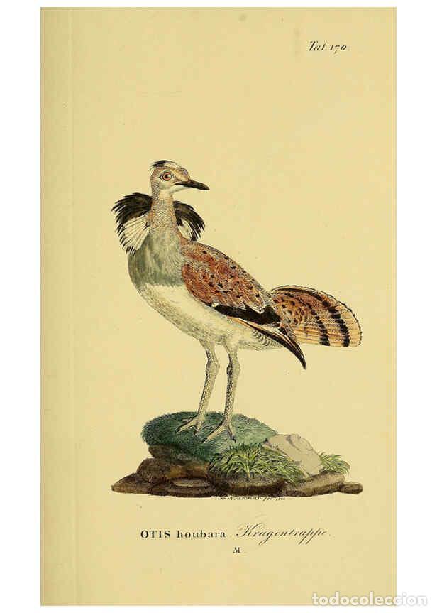 Sammeln von Zeitschriften und Zeitungen: Reproducci&oacute;n/Reproduction 6058880135: Johann Andreas Naumann's ... Naturgeschichte der V&ouml;gel Deutsch