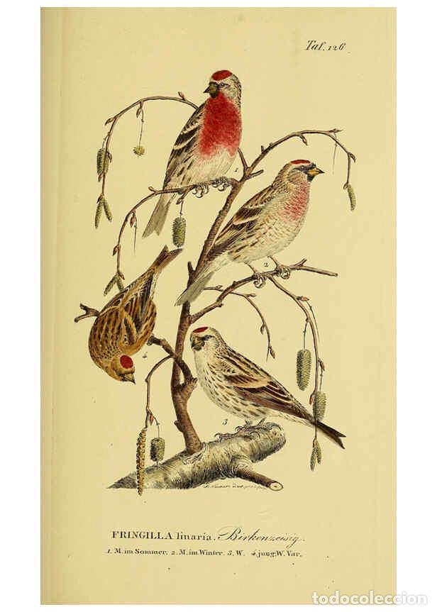 Sammeln von Zeitschriften und Zeitungen: Reproducci&oacute;n/Reproduction 6058865919: Johann Andreas Naumann's ... Naturgeschichte der V&ouml;gel Deutsch