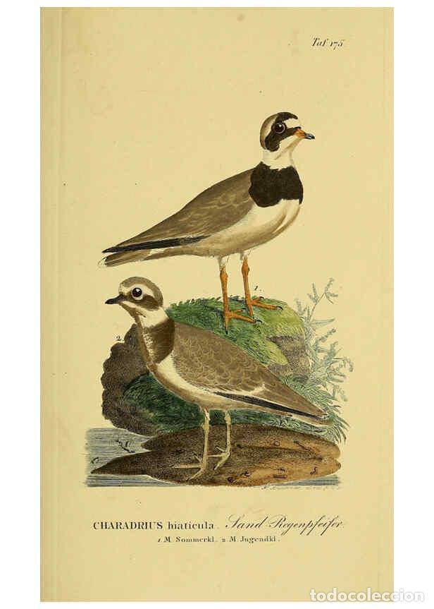 Sammeln von Zeitschriften und Zeitungen: Reproducci&oacute;n/Reproduction 6058882075: Johann Andreas Naumann's ... Naturgeschichte der V&ouml;gel Deutsch