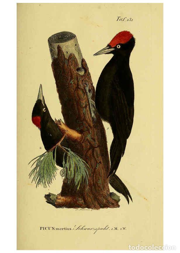 Sammeln von Zeitschriften und Zeitungen: Reproducci&oacute;n/Reproduction 6059414512: Johann Andreas Naumann's ... Naturgeschichte der V&ouml;gel Deutsch