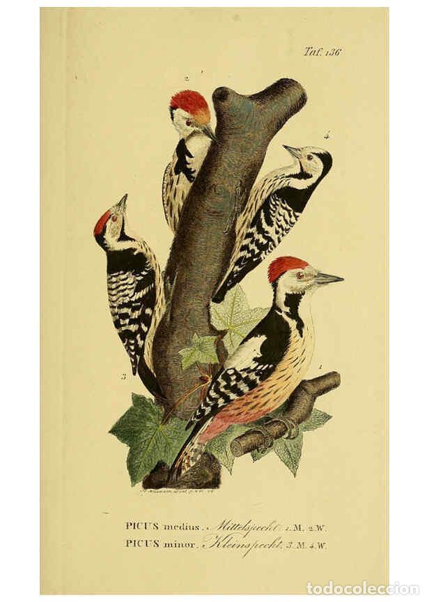 Sammeln von Zeitschriften und Zeitungen: Reproducci&oacute;n/Reproduction 6059415950: Johann Andreas Naumann's ... Naturgeschichte der V&ouml;gel Deutsch