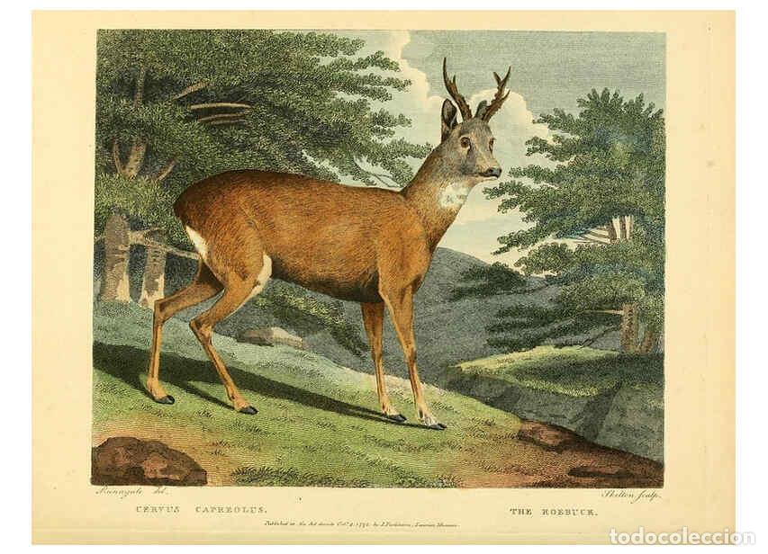 Sammeln von Zeitschriften und Zeitungen: Reproducci&oacute;n/Reproduction 6059578200: Musei Leveriani explicatio, anglica et latina [London] :Impens