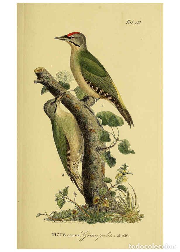 Sammeln von Zeitschriften und Zeitungen: Reproducci&oacute;n/Reproduction 6059415076: Johann Andreas Naumann's ... Naturgeschichte der V&ouml;gel Deutsch