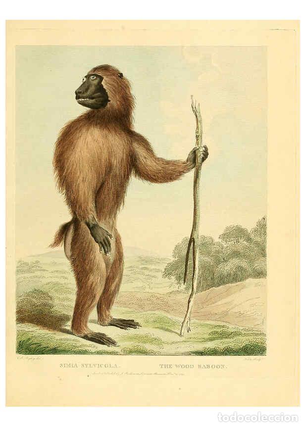 Sammeln von Zeitschriften und Zeitungen: Reproducci&oacute;n/Reproduction 6059579190: Musei Leveriani explicatio, anglica et latina [London] :Impens