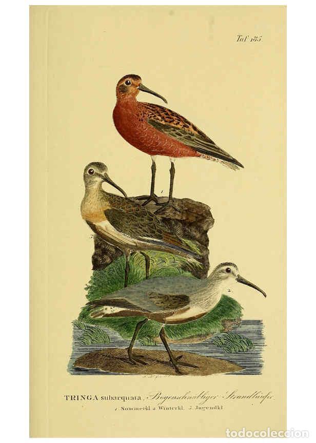 Sammeln von Zeitschriften und Zeitungen: Reproducci&oacute;n/Reproduction 6058885389: Johann Andreas Naumann's ... Naturgeschichte der V&ouml;gel Deutsch