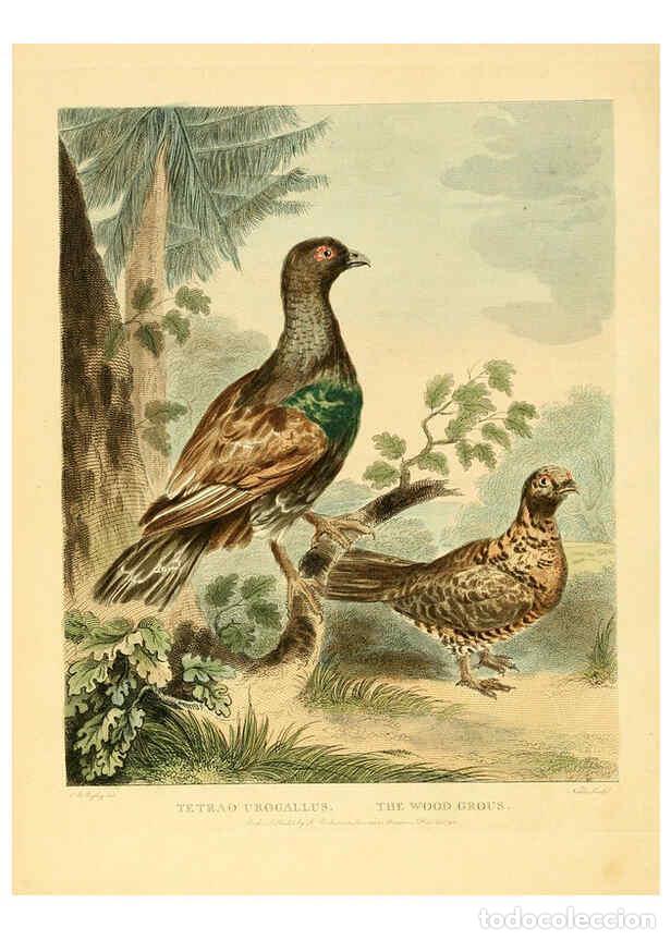 Sammeln von Zeitschriften und Zeitungen: Reproducci&oacute;n/Reproduction 6059032813: Musei Leveriani explicatio, anglica et latina [London] :Impens