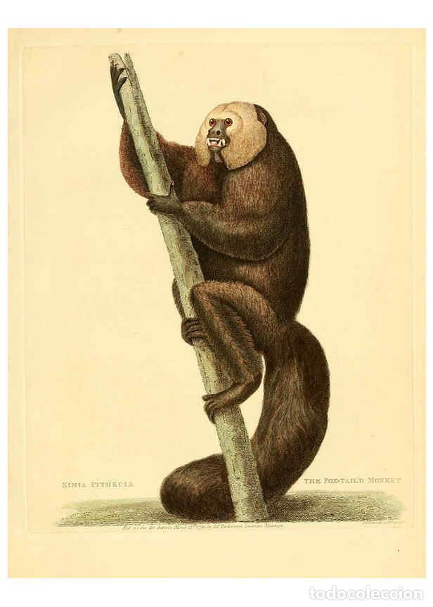 Sammeln von Zeitschriften und Zeitungen: Reproducci&oacute;n/Reproduction 6059030115: Musei Leveriani explicatio, anglica et latina [London] :Impens