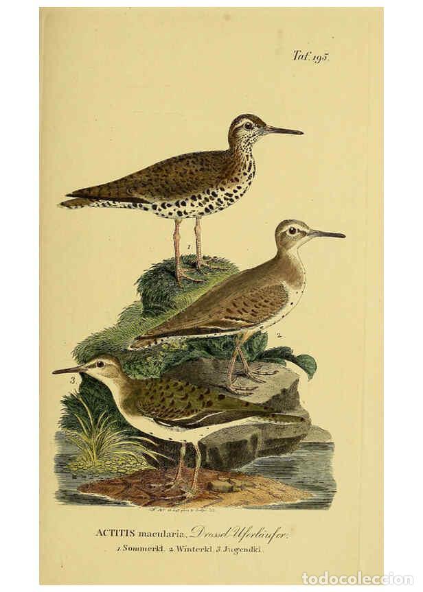 Sammeln von Zeitschriften und Zeitungen: Reproducci&oacute;n/Reproduction 6058889035: Johann Andreas Naumann's ... Naturgeschichte der V&ouml;gel Deutsch