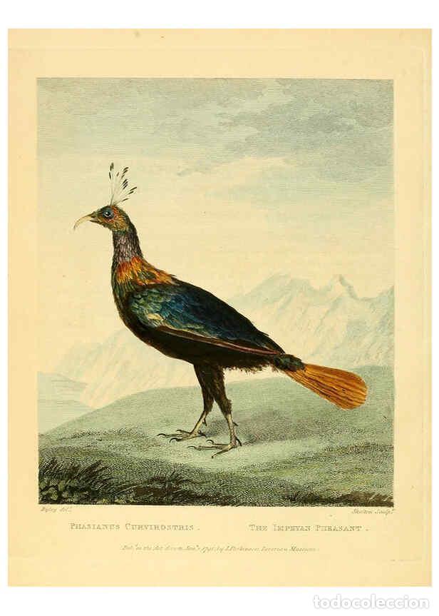 Sammeln von Zeitschriften und Zeitungen: Reproducci&oacute;n/Reproduction 6059574064: Musei Leveriani explicatio, anglica et latina [London] :Impens