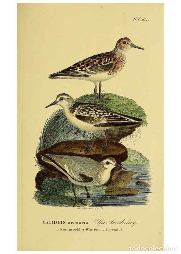 Sammeln von Zeitschriften und Zeitungen: Reproducci&oacute;n/Reproduction 6059431806: Johann Andreas Naumann's ... Naturgeschichte der V&ouml;gel Deutsch