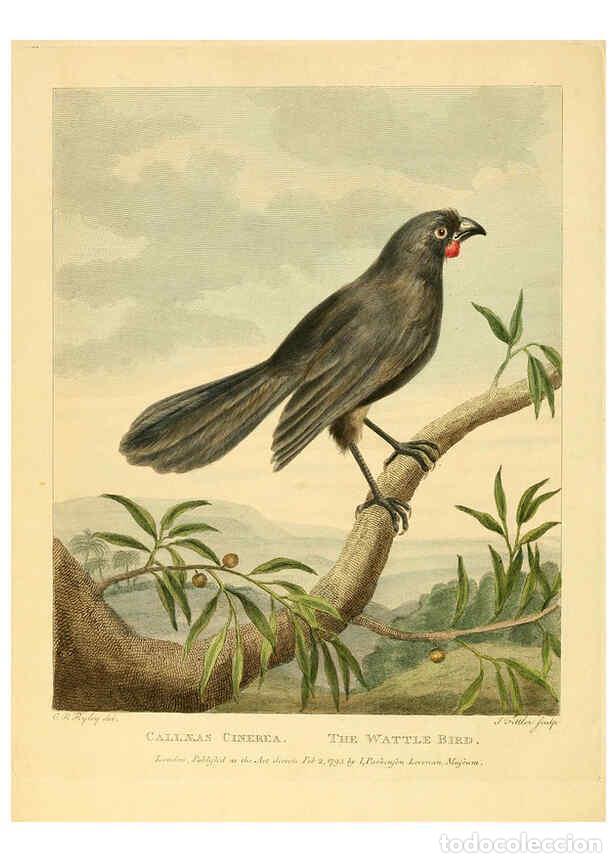 Sammeln von Zeitschriften und Zeitungen: Reproducci&oacute;n/Reproduction 6059581272: Musei Leveriani explicatio, anglica et latina [London] :Impens