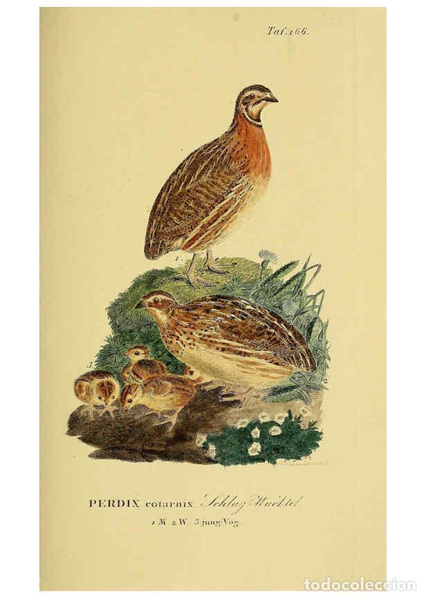 Sammeln von Zeitschriften und Zeitungen: Reproducci&oacute;n/Reproduction 6058878909: Johann Andreas Naumann's ... Naturgeschichte der V&ouml;gel Deutsch