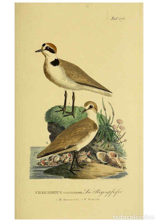 Sammeln von Zeitschriften und Zeitungen: Reproducci&oacute;n/Reproduction 6058882449: Johann Andreas Naumann's ... Naturgeschichte der V&ouml;gel Deutsch