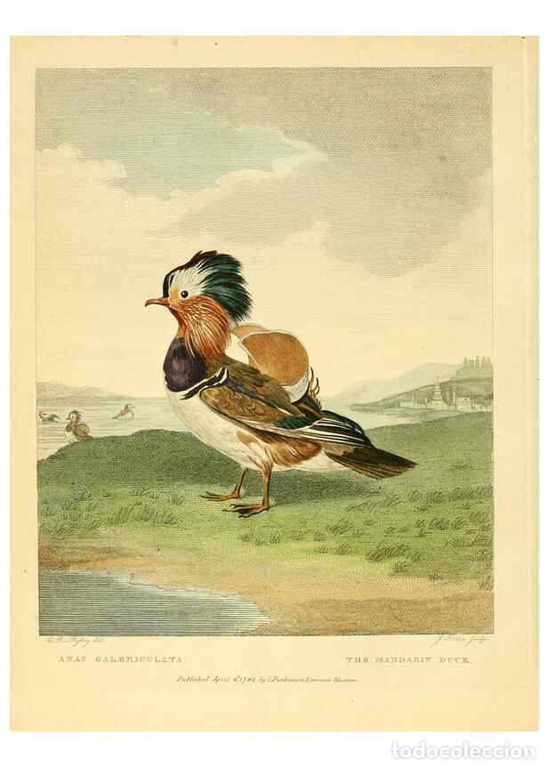 Sammeln von Zeitschriften und Zeitungen: Reproducci&oacute;n/Reproduction 6059025827: Musei Leveriani explicatio, anglica et latina [London] :Impens