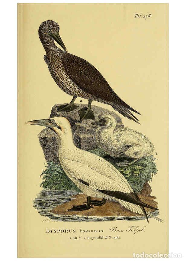 Sammeln von Zeitschriften und Zeitungen: Reproducci&oacute;n/Reproduction 6058917651: Johann Andreas Naumann's ... Naturgeschichte der V&ouml;gel Deutsch