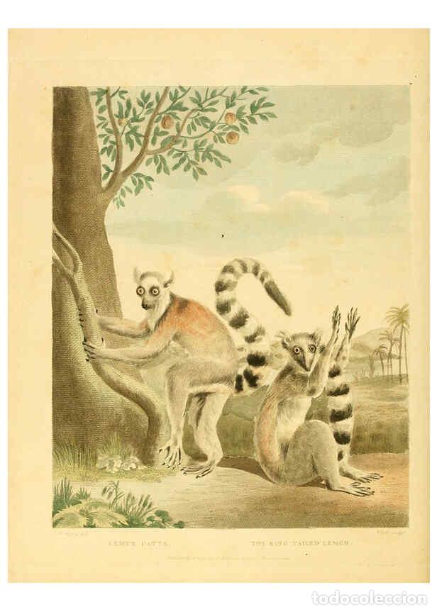 Collectionnisme de Revues et Journaux: Reproducci&oacute;n/Reproduction 6059585438: Musei Leveriani explicatio, anglica et latina [London] :Impens