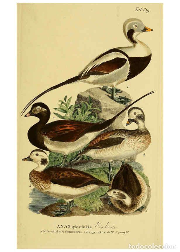 Collectionnisme de Revues et Journaux: Reproducci&oacute;n/Reproduction 6058931849: Johann Andreas Naumann's ... Naturgeschichte der V&ouml;gel Deutsch