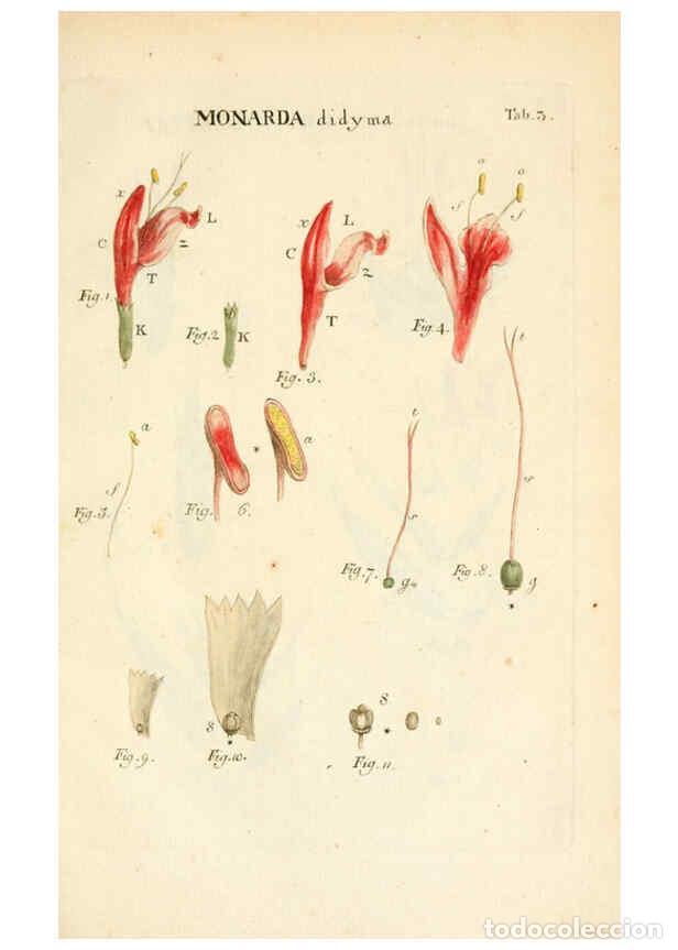 Collectionnisme de Revues et Journaux: Reproducci&oacute;n/Reproduction 6059652744: Illustratio systematis sexualis Linnaeani Francofurti ad Moenu