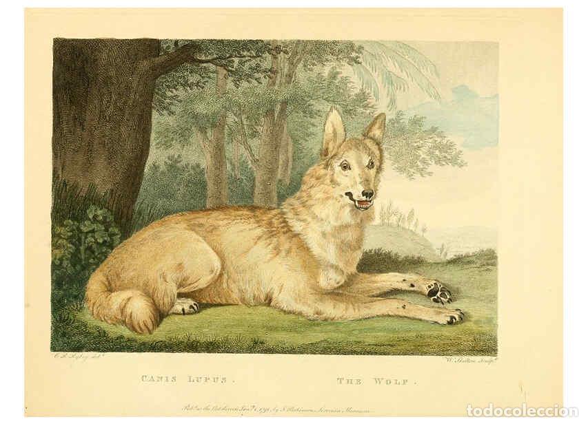 Collectionnisme de Revues et Journaux: Reproducci&oacute;n/Reproduction 6059571434: Musei Leveriani explicatio, anglica et latina [London] :Impens