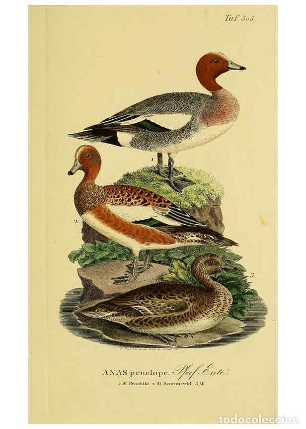 Collectionnisme de Revues et Journaux: Reproducci&oacute;n/Reproduction 6058926795: Johann Andreas Naumann's ... Naturgeschichte der V&ouml;gel Deutsch